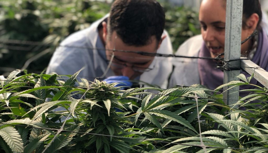 Health Ministry officials tour a cannabis farm in 2019. Photo by Eyal Basson/The Israeli Health Ministry