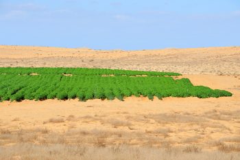 Desert farming in the Negev, Israel. Illustrative. Deposit Photos