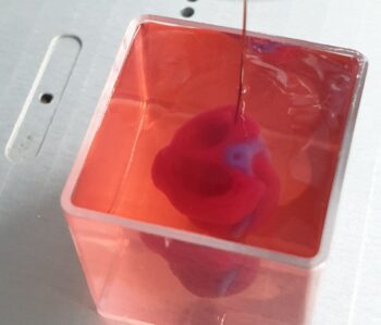 A 3D printed, small-scaled human heart engineered from the patient’s own materials and cells. Photo via TAU