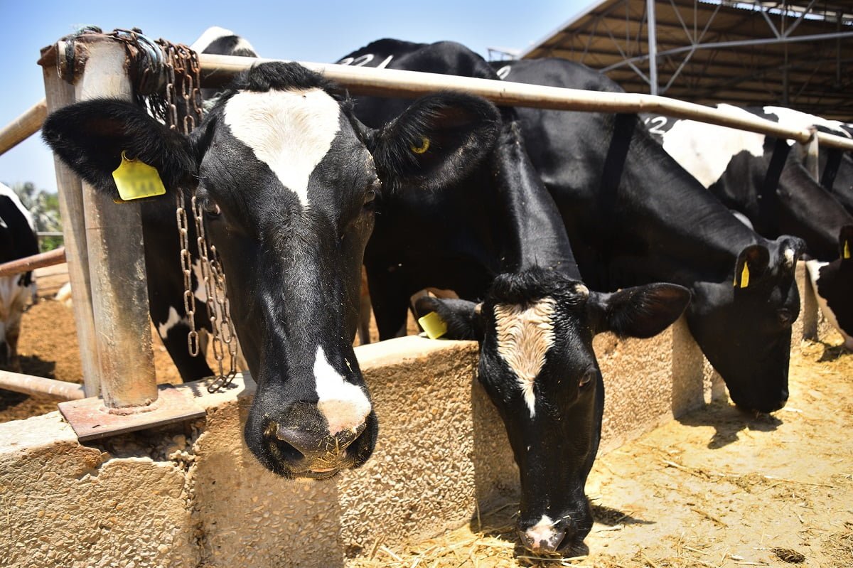 Israeli Scientists Find Residues Of Pharmaceuticals, Pesticides In Milk