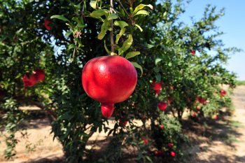Pomegranates in Israel. Deposit Photos