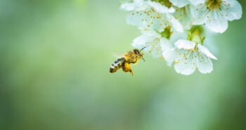 A honey bee in flight. Deposit Photos