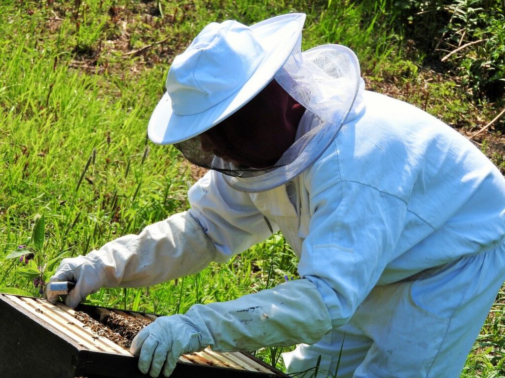 A beekeeper checks the hive. Pixabay