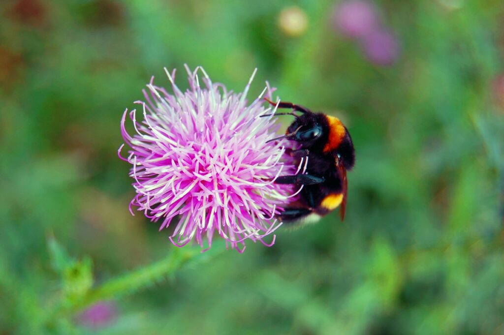 BioBee works with bumblebees for pollination rather than honey bees. Deposit Photos