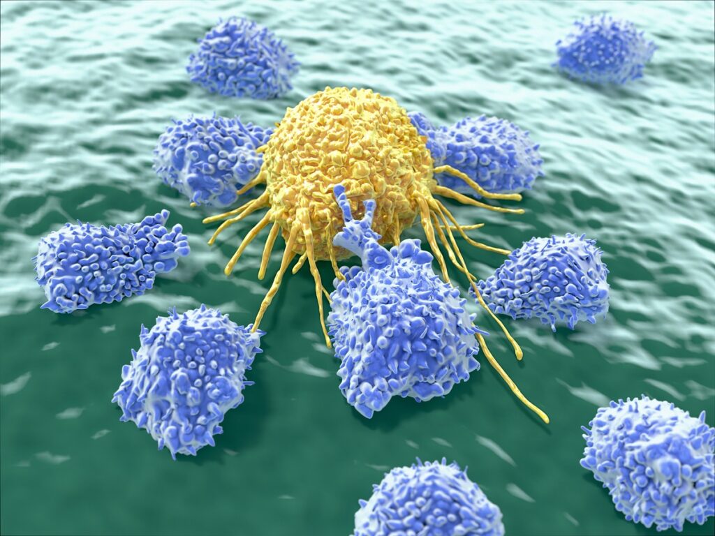 cancer cell and lymphocytes