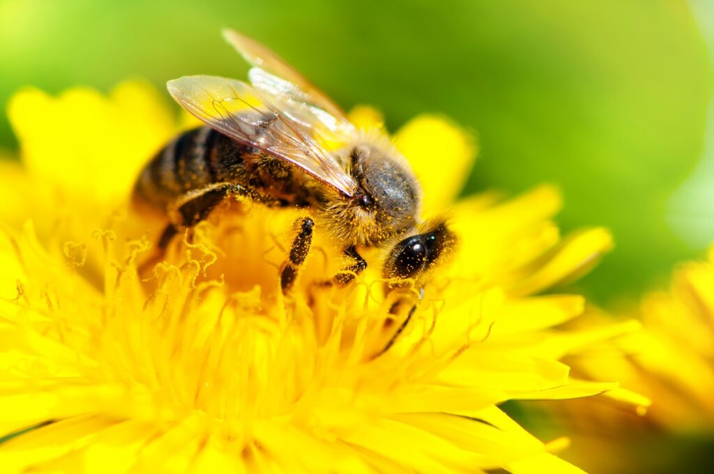 A honey bee working on a flower. Deposit Photos