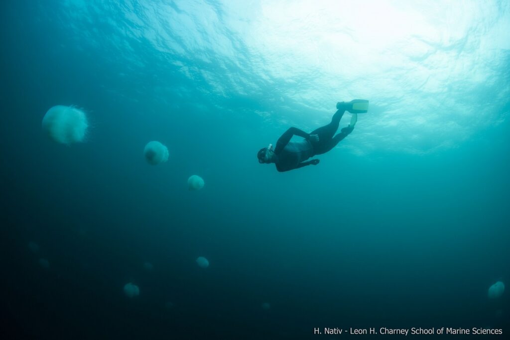 Underwater diver spots jellyfish