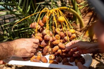 A date harvest from 2000-year-old seeds. Photo: Marcos Schonholz