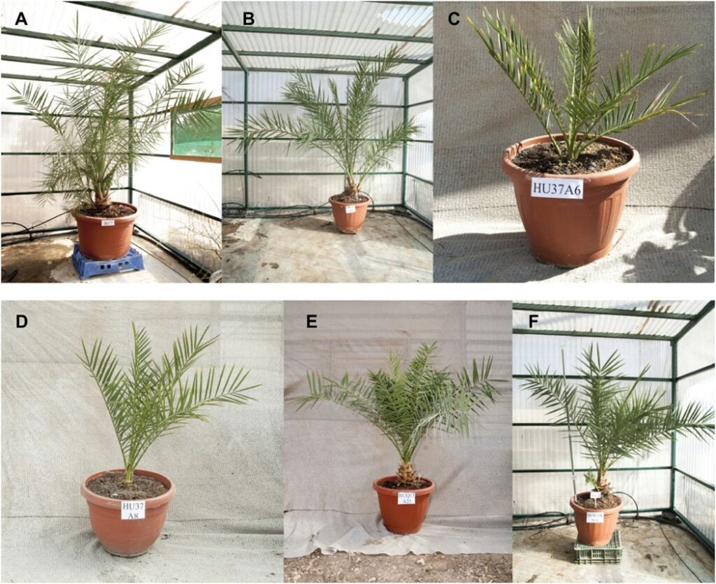 Germinated ancient date seedlings. Ages in months at time of photograph (A to C) Adam (110 months), Jonah (63 months), and Uriel (54 months). (D to F) Boaz (54 months), Judith (47 months), and Hannah (88 months). Photo: Guy Eisner