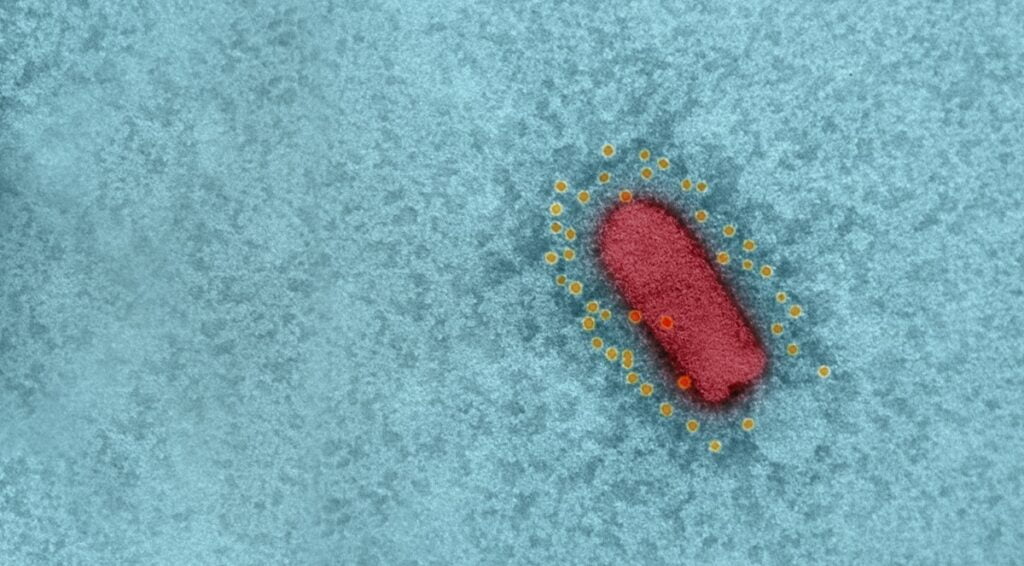 The IIBR's vaccine is based on an existing virus (VSV) in which the spike protein was replaced with that of SARS-CoV-2. October 2020. Photo: Ministry of Defense Spokesperson's Office