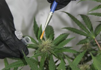 CanBreed, an Israeli Cannabis genetics and seeds company, says it has used genome editing technology to make the plant resistant to Powdery Mildew, a type of fungus that can be deadly for cannabis. Courtesy