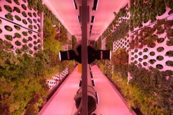Vertical Field's farms are grown on 'green walls.' Photo by Garu Nalbandian.