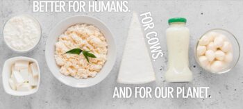 Remilk serves up animal-free 'dairy' products. Photo: Remilk website