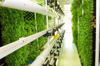 Vertical farms, like the ones created by Israel's Vertical Field, Courtesy