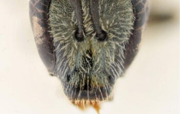 A new bee spices called Lasioglossum dorchini was discovered by Israeli researchers. Photo: Belgian Journal of Entomology