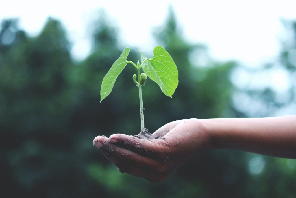 A young green plant. Photo by Akil Mazumder from Pexels