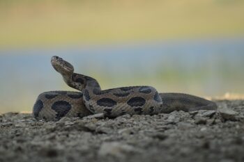 Russell's viper. Illustrative. Photo by Rushikesh lohar, Wikimedia, CC BY-SA 4.0