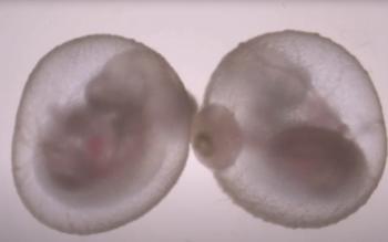 mouse embryo