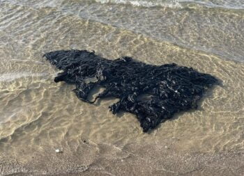 Tar in the Mediterranean following a devastating oil spill in February 2021. Photo: ECOOCEAN