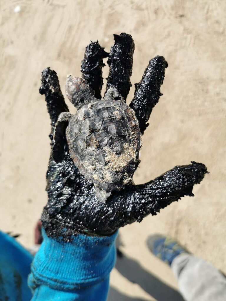 A turtle covered in tar was recovered on a beach in Israel following a massive oil spill in February 2021. Photo: Moshiko Sa'adi
