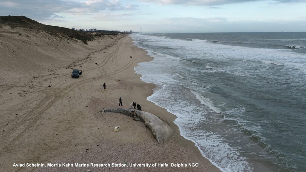 A young fin whale washed ashore in Israel in February 2021, likely because of an oil spill that has devastated the Mediterranean. Photo: Aviad Scheinin, Morris Kahn Marine Research Station, University of Haifa