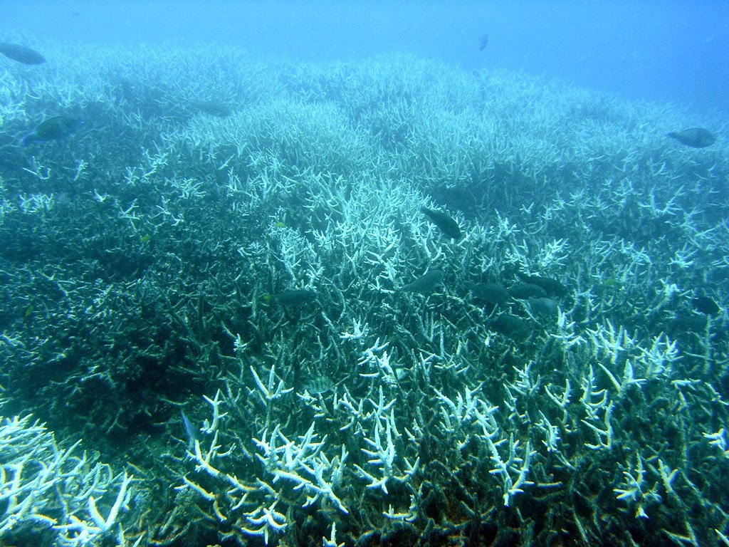 Bleached coral at Heron Island, Great Barrier Reef. Photo by Acropora at English Wikipedia, CC BY-SA 3.0, Link