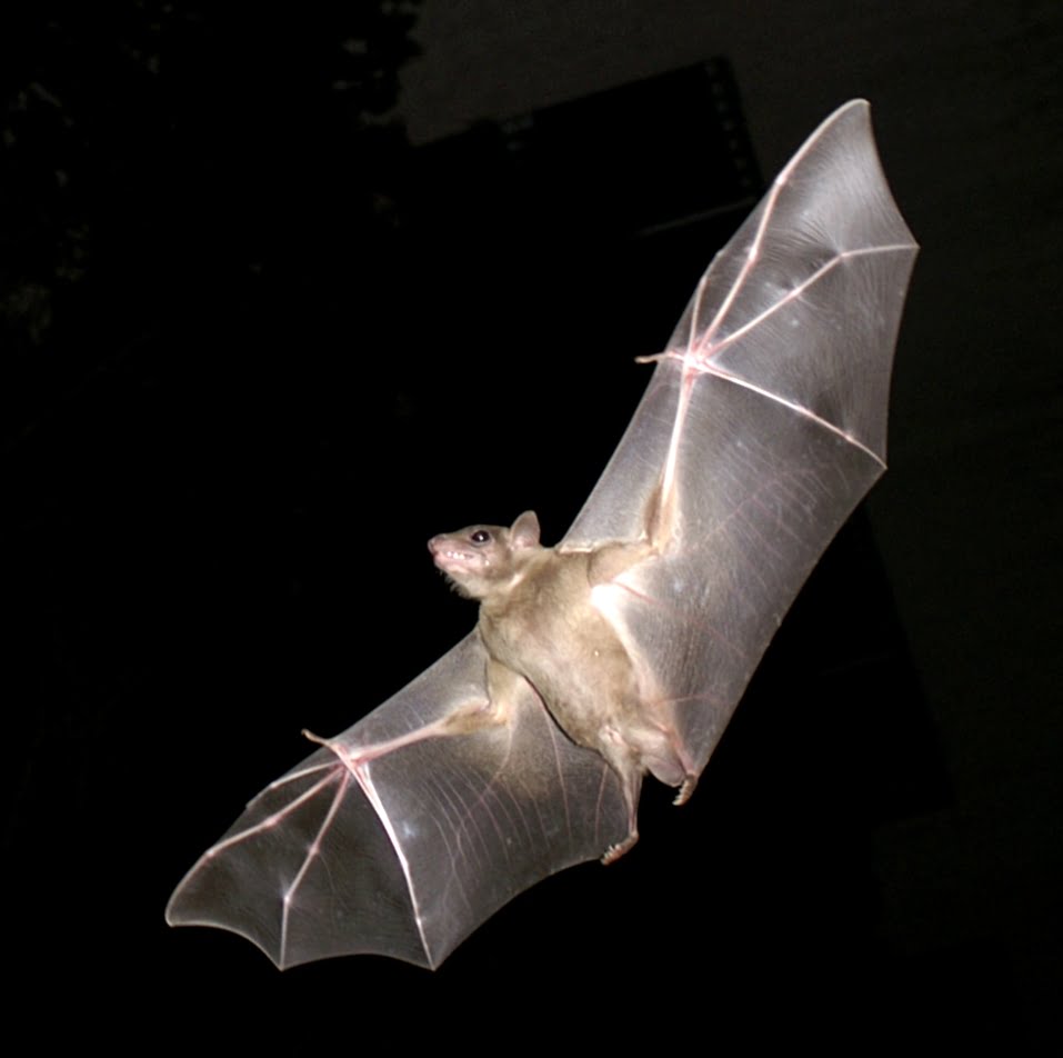 An Egyptian fruit bat in flight in Israel