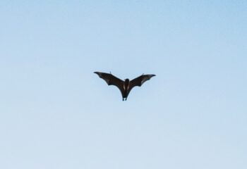 A flying bat. Illustrative. Photo by Pavan Krishna on Unsplash