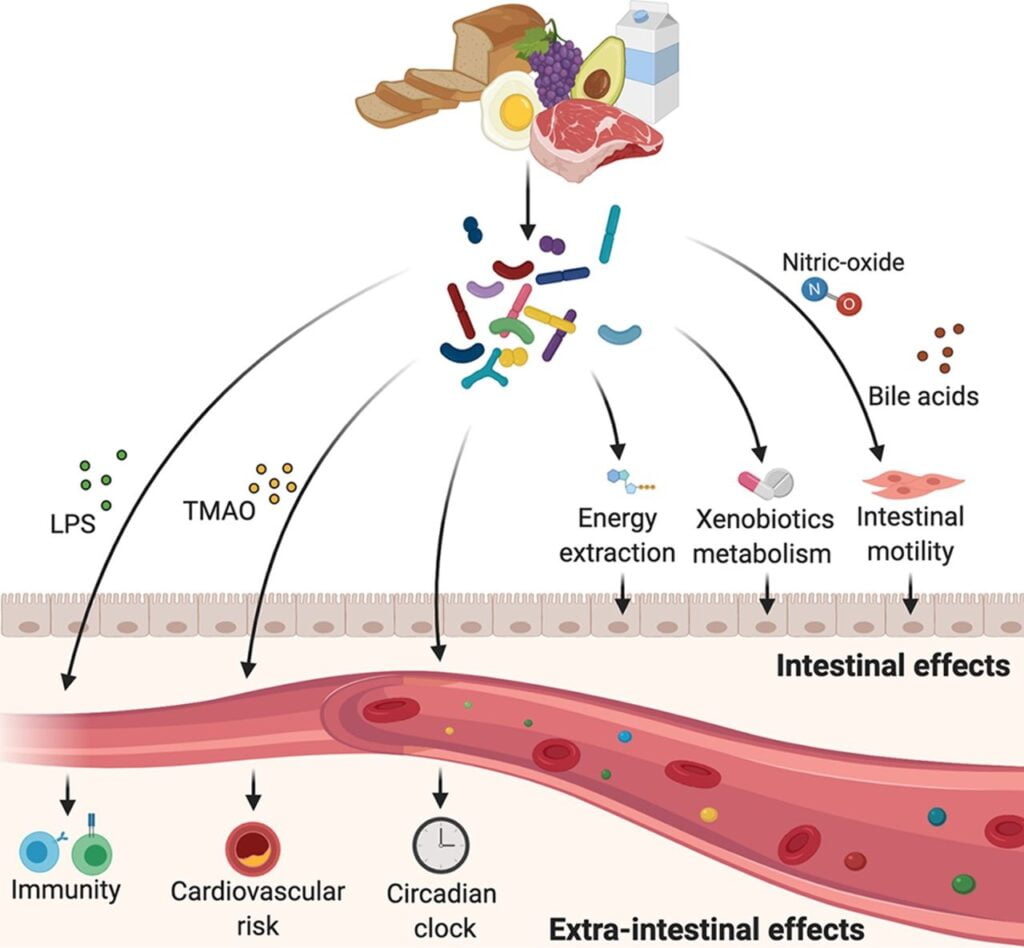 A figure published in MSystems showing examples of dietary microbiome cross talk. During digestion, food is decomposed to fat, proteins, carbohydrates, minerals, and other substances. Interactions between dietary habits and the intestinal microbiome result in alterations of various aspects of mammalian physiology in intestinal and nonintestinal organs. The image was created at BioRender.
