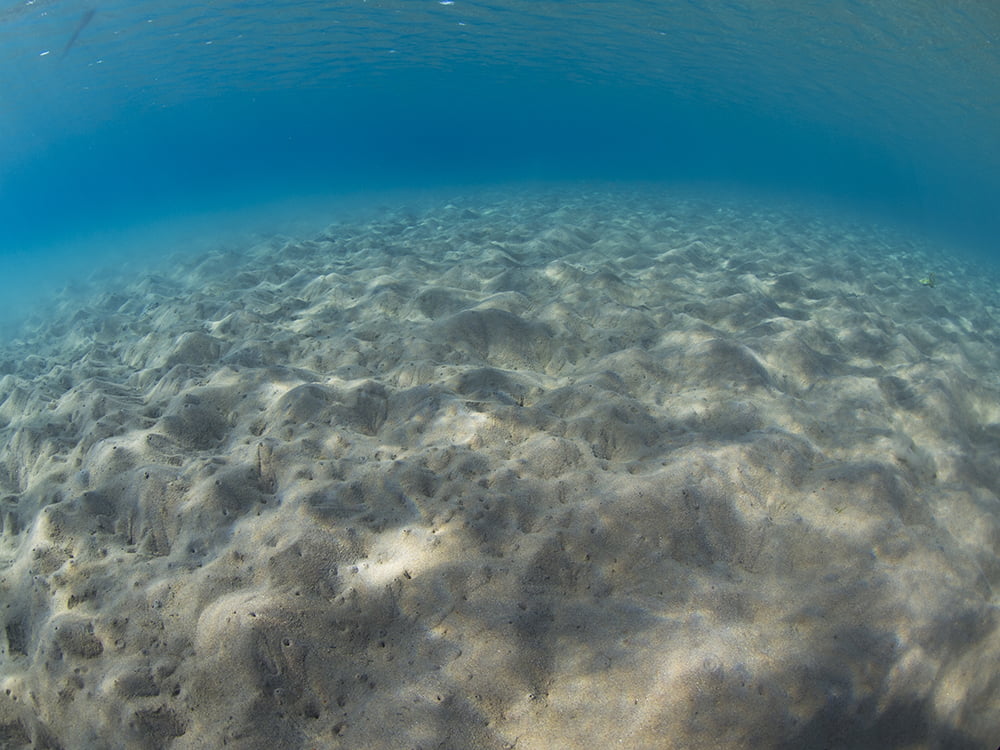 The sea floor a decade after commercial fish farms were removed. Photo: Dr. Shai Oron