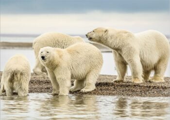 Polar bears wildlife protection
