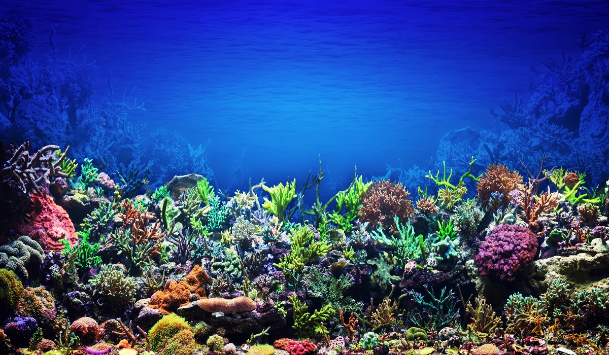 coral reef backgrounds