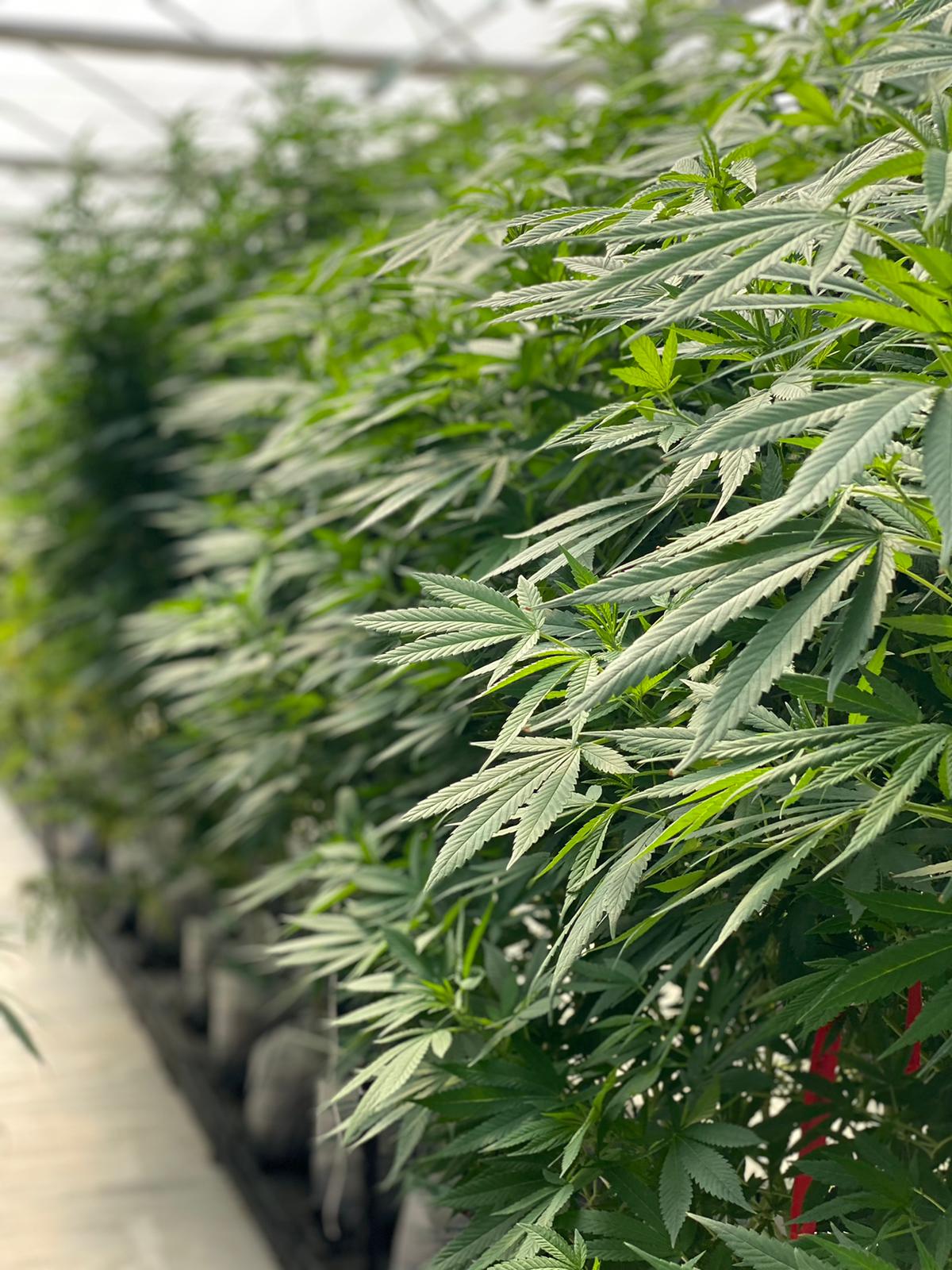 Israel Ships First Medical Cannabis Seeds To Canada