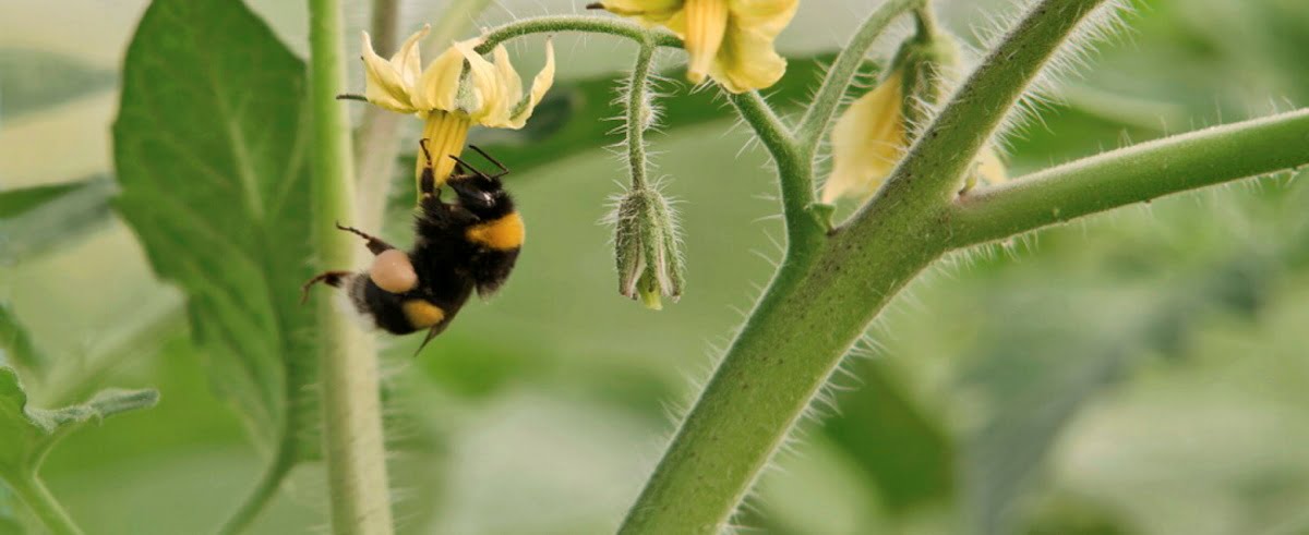 Bumble Bee Pollination in Tomato Greenhouses