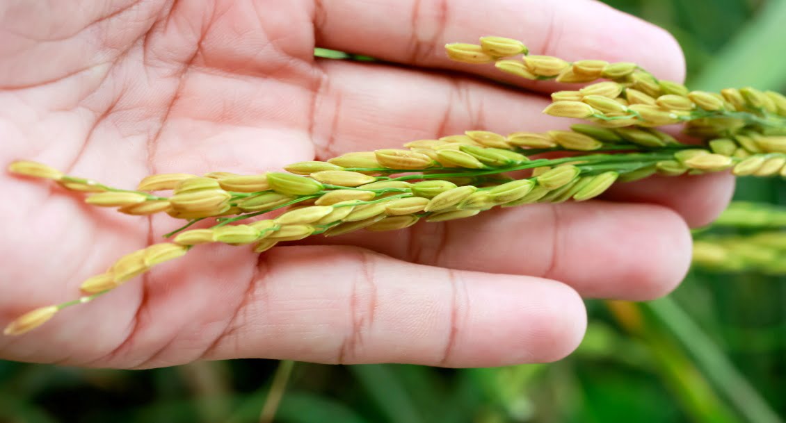 A Better Way To Grow Rice, After 5,000 Years Of Paddy Fields