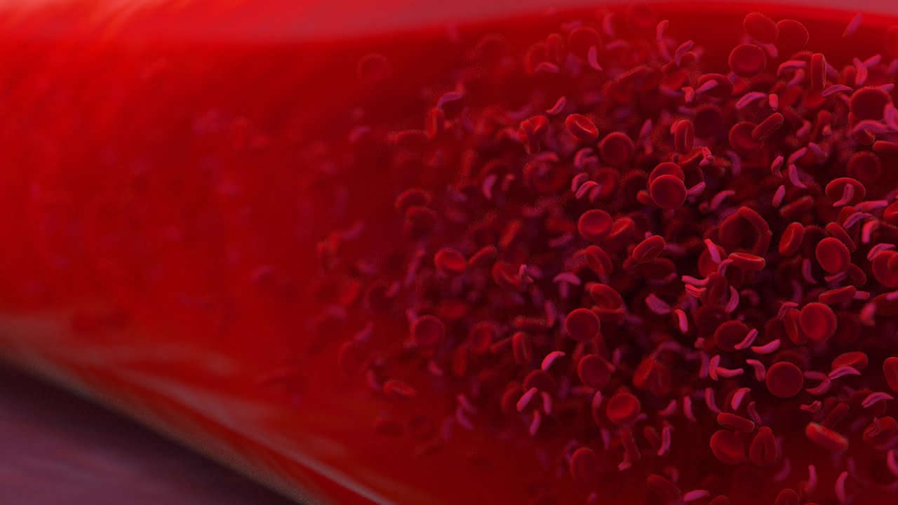 breakthrough-discovery-on-the-origin-of-red-blood-cells