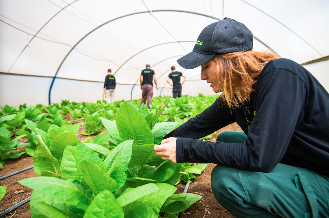 Startup Using Tobacco To Grow Cultivated Meat Opens First Plant