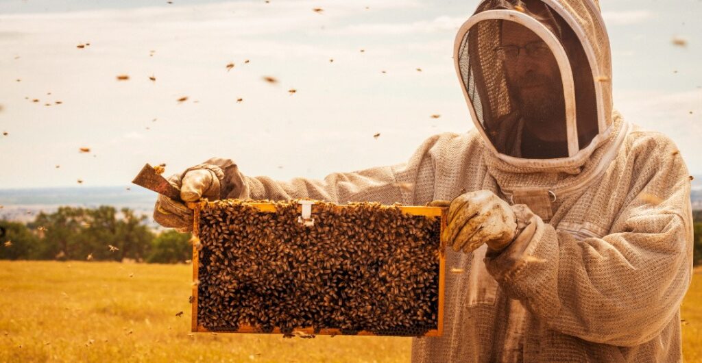 Beekeepers are struggling to keep up with farms' pollination needs