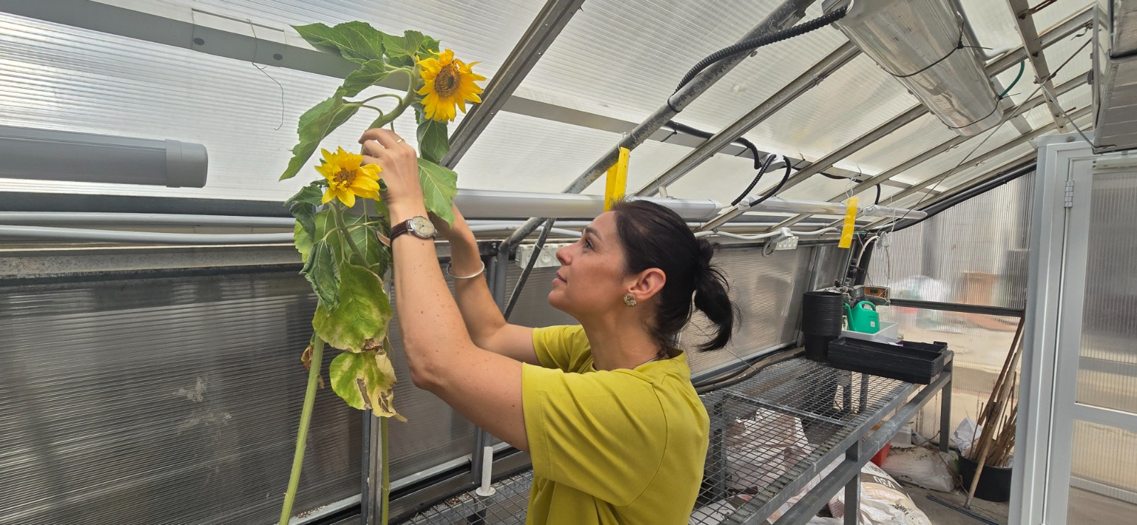 Study Sunflowers ‘Dance’ For The Benefit Of The Collective
