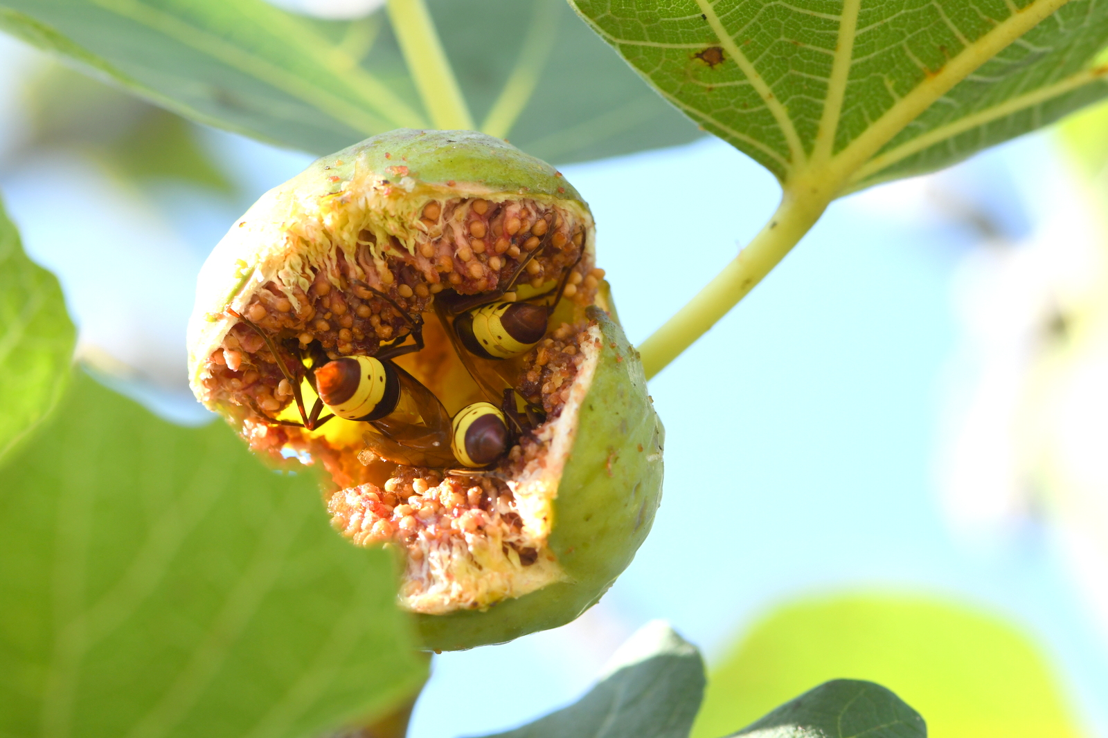 TAU’s Booze-Proof Hornets Could Help Research Into Alcoholism – NoCamels – Israeli Innovation News